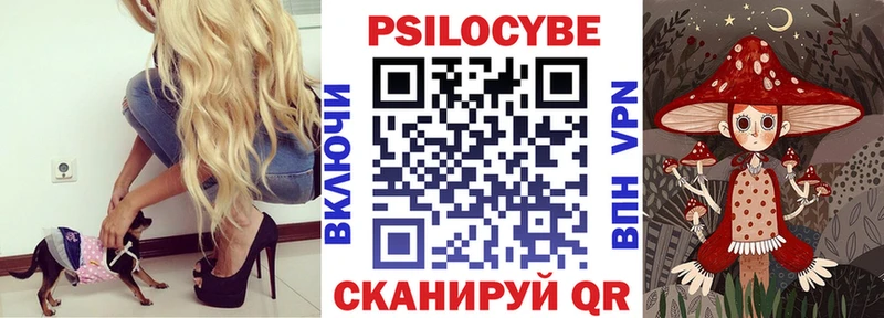 Купить где  Тосно  Псилоцибиновые грибы Cubensis 